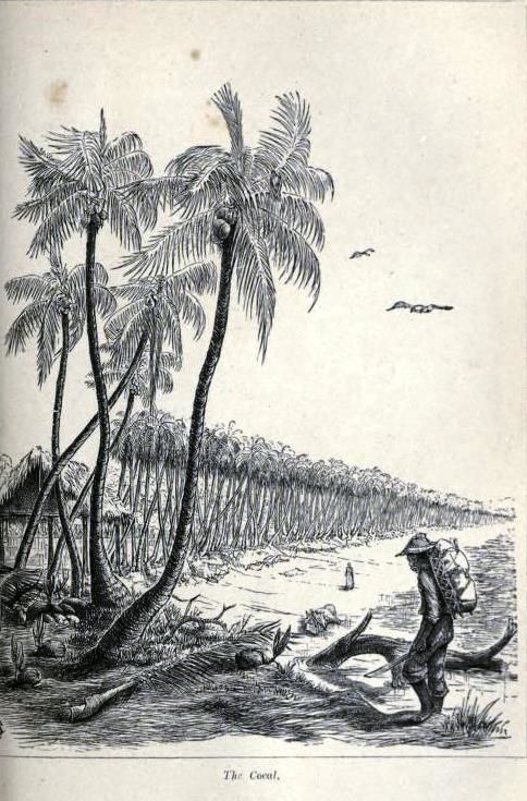 a sketch by Charles Kingsley from his book of the Cocal in 1869.jpg